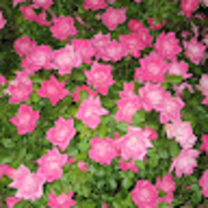 Meet your Posher, Ana julia